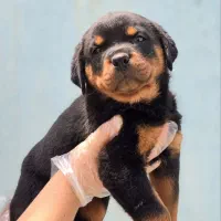 سگ روتوایلر پوزه دلقکی پوزه مکعبی نگهبانی خاص