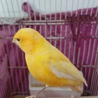 قناری ماده رسمی آماده