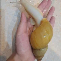 حلزون و خاویار حلزون|حیوانات مزرعه|لاهیجان, گلستان|دیوار