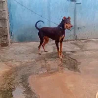 سگ دوبر من جوانه سر حال