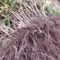 نهال انگور بیدانه