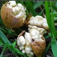 به تعدادی کارگر خانم نیاز مندیم