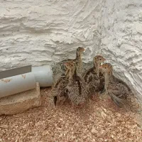 جوجه بوقلمون انگیسی