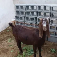 بز شیری بندر کنگان