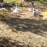 قلو قاضی خومالی|حیوانات مزرعه|پیرانشهر, |دیوار