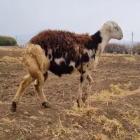 بره قوچ پلنگی|حیوانات مزرعه|سیلاخور, |دیوار