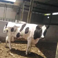 گاوهای هلشتاین شیری