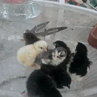 تخم مرغ گلین ریشو نطفه دار|حیوانات مزرعه|شهریار, رزکان|دیوار