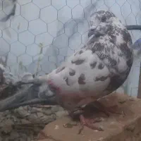 کبوتر باخت دادم