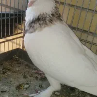 طوقی نر هفت رنگ|پرنده|کاشان, معلم|دیوار