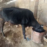 دو عدد گاو|حیوانات مزرعه|دهدشت, |دیوار