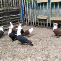 کبوتر کله سفید|پرنده|اهواز, شریعتی جنوبی|دیوار