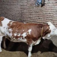 گوساله ماده