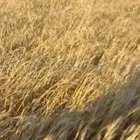 کاه گندم نرم و درست سفید