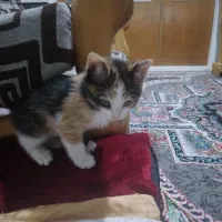 واگذاری گربه رایگان