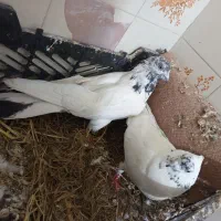 جوزی شازده سرکه ای پرشت سنگین