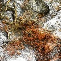 سنگ بسیار نادر و با ارزش|جواهرات|تهران, مجیدیه|دیوار