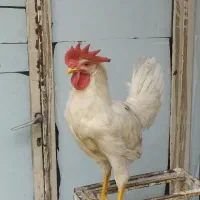 خروس سالم و سرحال