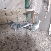 شیرازی سبز مگسی