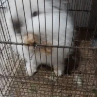 خرگوش همستری