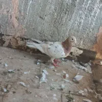 هفت رنگ خطی ماده
