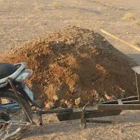 بار گاو