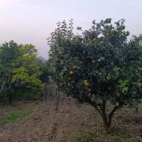 ملک-مسکونی