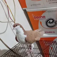 حیوان خانگی|پرنده|مشکیندشت, |دیوار