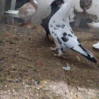 کبوتر  طوقی