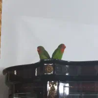 کوتوله پرنده سبز