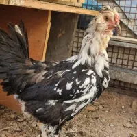 مرغ گلین