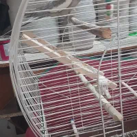 طوطی عروس|پرنده|رشت, اسماعیل آباد|دیوار