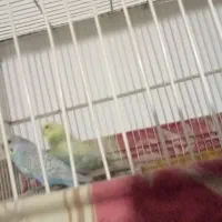 یک جفت عروس هلندی یک جفت مرغ عشق|پرنده|مشهد, گلشور|دیوار