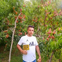 انواع نهال مثمر و غیر مثمر