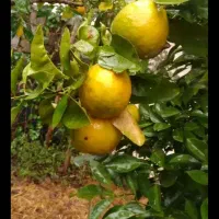 نارنج تازه واب دار درشت