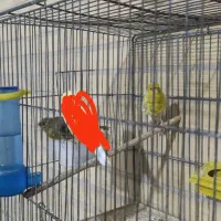 قناری|پرنده|یزد, |دیوار