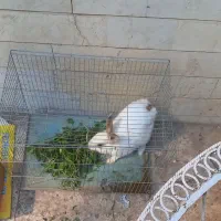 خرگوش|موش و خرگوش|کرج, چهارصد دستگاه|دیوار