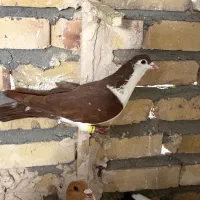 سار کلاغدم کرواتی مینا هفترنگ پولکی