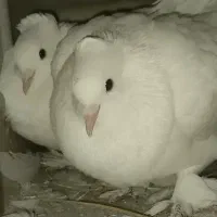 کبوتر راعبی کاکل پا پر زیبا معاوضه با مرغ تخمگذار