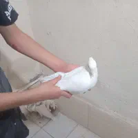 کبوتر طوقی