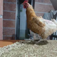 مرغ تخمگذار|حیوانات مزرعه|مشهد, کوشش|دیوار