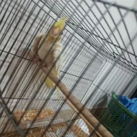 مرغ عشق و عروس هلندی|پرنده|آباده, |دیوار