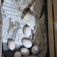 تخم نطفه دار گلین لری اصل|حیوانات مزرعه|قائم‌شهر, |دیوار