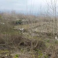 فروش زمین  گلخانه|فروش زمین و ملک کلنگی|املش, |دیوار