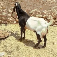 فروش چکل پنجابی