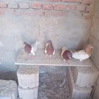 کبوتر کله ای|پرنده|گوگان, |دیوار