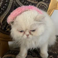 گربه پرشین اسکاتیش چشم ابی