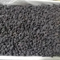 حراج مویز بدون هسته