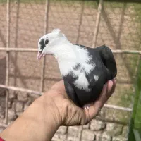 کفتر کل سفید