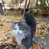 گربه خانگی|گربه|دهق, |دیوار